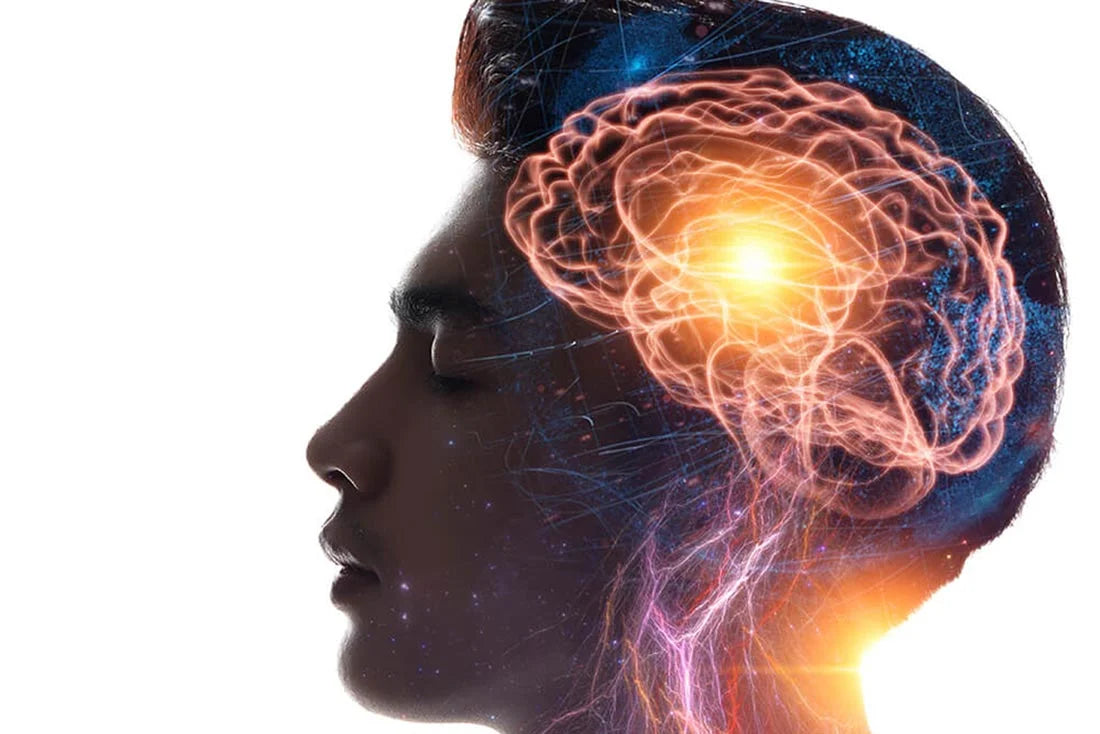 Boost Your Memory Power With Ginkgo Biloba Supplements